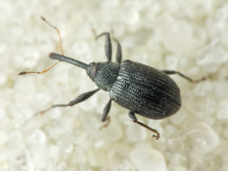 Anthonomus (Anthonomus) rubi (Herbst, 1795)